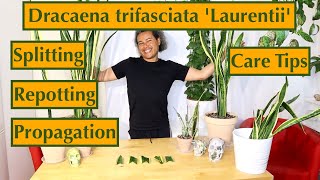 Dracaena Sansevieria trifasciata Laurentii Splitting Repotting Propagation amp Care Tips [upl. by Priscilla574]