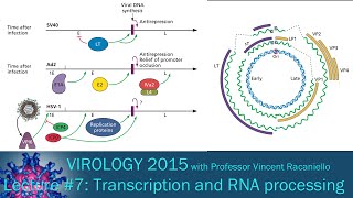 Virology 2015 Lecture 7 Transcription and RNA processing [upl. by Ingold]