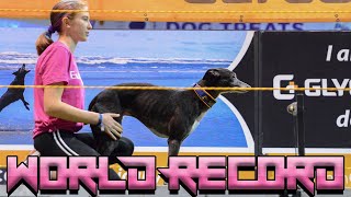 Spitfire the Whippet Records the Indoor Iron Dog WORLD RECORD at the DockDogs World Championships [upl. by Ulu716]