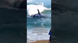 Florida beach The moment a huge whale appears on the beach florida shortvideo [upl. by Eevets]