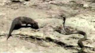 Mongoose Attacking an Asian Cobra snake [upl. by Suzzy25]