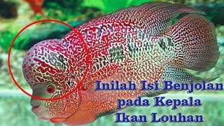 Isi Benjolan Kepala Ikan Louhan [upl. by Atinal]