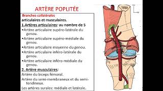 Vascularisation artérielle du membre pelvien [upl. by Huxley152]