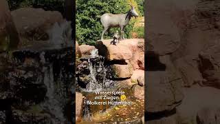 Wasserspiele mit Ziegen 😉🐐 Molkerei Hüttenthal Odenwald [upl. by Zwiebel168]