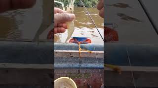 Udang amoi pemancingudang fishing memancingudanggalah mancing [upl. by Zedecrem505]