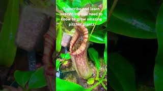 Learn everything you need to know to grow amazing pitcher plants shorts [upl. by Pen]