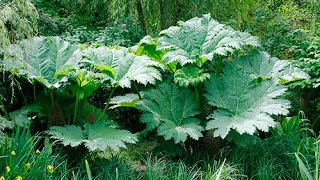 SPECTACULAIRE PLANTE GÉANTE POUR LES SOLS HUMIDES  DÉCOUVREZ LE GUNNERA [upl. by Breh]