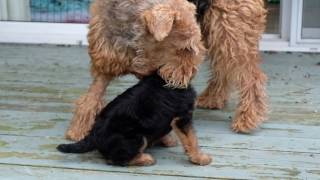 AIREDALE PUPPIES FIRST DAY OUTSIDE [upl. by Anitnegra]