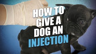 How to Give a Dog an Injection At Home The Easy Way [upl. by Tam]