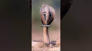 Cobra Rage The Grumpiest Snake in the Wild amusinganimals animalhumor animalcomedyvideo [upl. by Honniball277]