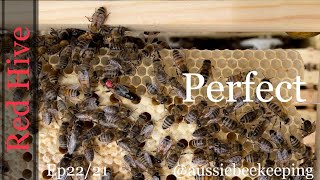 Aussie Bee Keeping  Red Hive  First Inspection After the Move  Very Happy  17 Nov 2021 [upl. by Inanak]