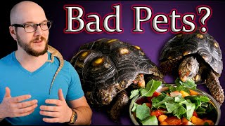 Dont Get A Pet Tortoise Until You Watch This [upl. by Cailean]