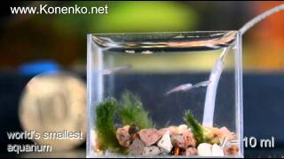 Worlds Smallest Aquarium Самый маленький аквариум в мире [upl. by Ema586]