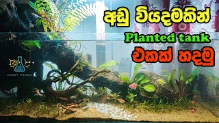 How to Make a Simple DIY Planted Tank at Home පහසුවෙන්ම tank එකක් හදමුද Sinhala [upl. by Inajar]