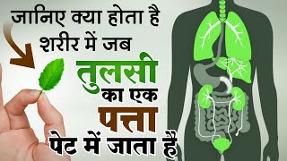 Unknown Health Benefits of Tulsi Holey Basil  तुलसी खाने का सही तरीका और अद्भुत फायदे [upl. by Annaed]