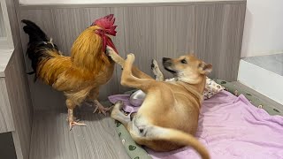 The dog is angryrooster invaded the retrievers territory and was conquered by the dog so funny🤣 [upl. by Yleek]