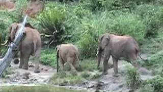 Wild Elephants of Kenya [upl. by Akselav]