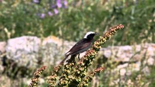 Pied Wheatear [upl. by Delamare]