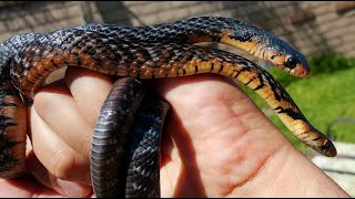 Baby Guerrero Rubidus Indigo Snakes [upl. by Annaek878]