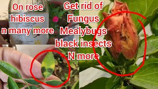 Get rid of Mealybugs fungus black insects on rose hibiscus n more with this home remedies😊👍 [upl. by Madge]