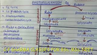 C 2 cycle Photo respiration C2 glycolate cycle BSc Neet MSc BY c p sharma [upl. by Tingey]