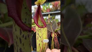 Nepenthes mollis x veitchii x maxima Wavy Leaf  Kannenpflanzen von Fangblatt nepenthes plants [upl. by Eirac113]