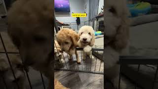 Which goldendoodle Puppy gets the Snacky Snackers [upl. by Blanding]