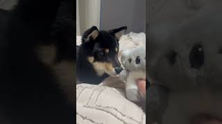 布団の中からおもちゃの音が聞こえるよ 豆柴 柴犬 黒柴 子犬 犬 ペット mameshiba shiba blackshiba puppy dog pets [upl. by Slaughter582]