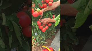 Home cultivation best vegetables are harvested in home shots youtube shorts [upl. by Friederike]