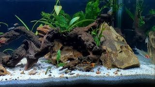 NATURAL AQUARIUM 3 Week Update WOW [upl. by Baalbeer728]