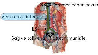 En Özet Vena Cava İnferior [upl. by Arykat]