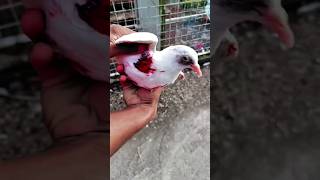 Falcon Attack Parava🥲🕊️viralvideo pigeon pigeondiet [upl. by Ytima]