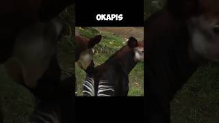 The Okapi  The Giraffe’s Only Living Relative 😍 [upl. by Laenej577]