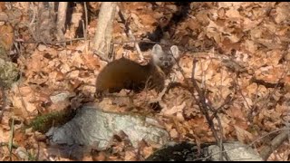 Marte  Belle surprise pendant ma chasse au chevreuil [upl. by Ahsitak747]