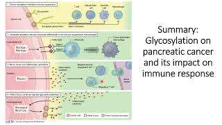 Glycosylation in pancreatic cancer cells and its impact on Immune Response code 514 [upl. by Nnylylloh489]