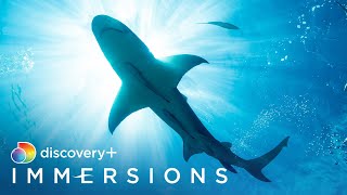 Song of the Shark Slow TV  discovery Immersions [upl. by Yarled331]