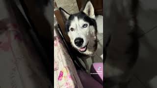 This husky speaks Italian 🤌 [upl. by Eninaej]