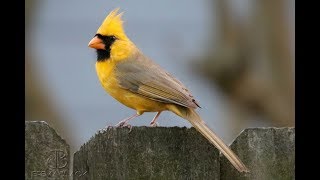 Rare yellow cardinal spotted in Alabama [upl. by Sirovaj]