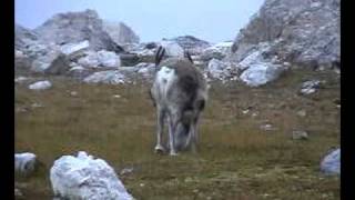 Rentier auf Spitzbergen [upl. by Assertal]