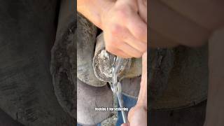 Trimming horse hoof satisfying asmr asmrsounds horse shortsviral [upl. by Asit]