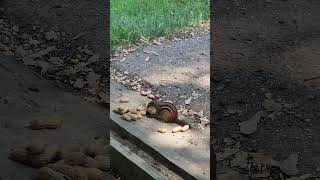 Buster Douglas building the Stash chipmunk wildlife animals cuteanimals funnyanimals [upl. by Huberty119]