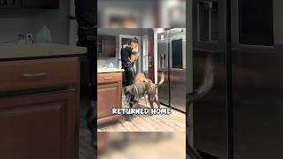 Cop Comes Home to the Sweetest Reunion With His Dog 🐾❤️ shorts [upl. by Salomo]