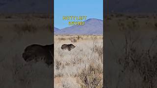 JAVELINAS ARE BACKfyyoutube hunting javelinas coyotes newmexico animal youtube deerhunting [upl. by Lasser808]