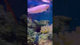 Blue Three Spot Gourami Eating Flakes shorts fish asmr aquarium fishtank gourami eating pets [upl. by Aseretairam126]