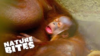 Orangutan Baby Birth Adorable Zoo Arrival amp Heartwarming Moments  Nature Bites [upl. by Haleak]