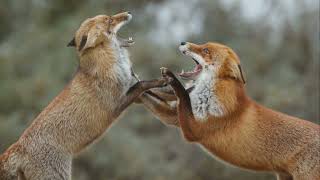 Uncover the Mystery Why Do Foxes Scream at Night  Fox Night Screams Explained foxbehavior [upl. by Ninon]