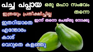 പപ്പായ ഒരു പ്രാവശ്യം ഇങ്ങനെ ഉണ്ടാക്കിയാൽ പിന്നെ ഇങ്ങനെ ഉണ്ടാക്കും  Pappaya Recipes  Snacks Recipes [upl. by Ahsitruc]