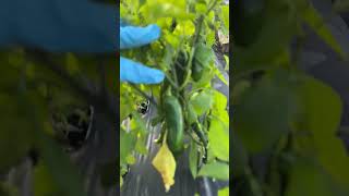 Plants Are Frozen viralvideo garden youtubeshorts [upl. by Grazia488]