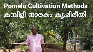 Pomelo Cultivation Methods കമ്പിളി നാരകം ക്യഷിരീതി [upl. by Rodrick]