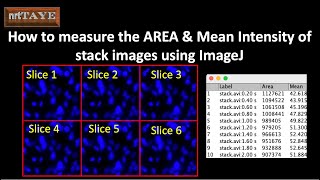 How to measure the AREA and Mean Intensity of Stack Images using ImageJ [upl. by Alejandra]